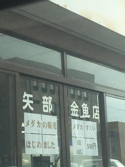 矢部金魚店(1)