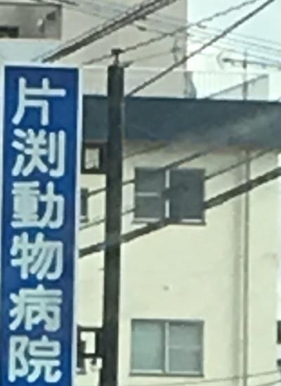 片渕動物病院(1)