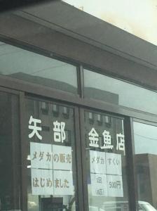 矢部金魚店(1)