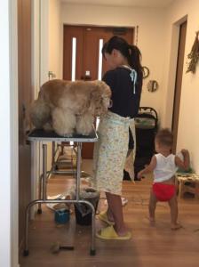 Aya Housecall Dog Grooming(1)
