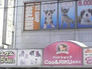 ペットショップCoo&RIKU船橋店(1)