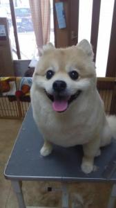 犬の散髪屋さんゆうこ(1)