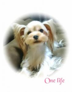 Dog salon One life(1)