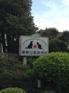 鎌倉山動物病院(1)