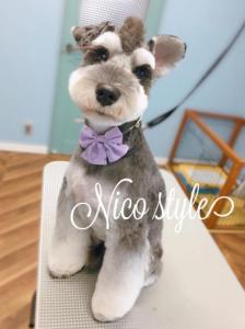 dog salon Nico(ドッグサロンニコ)(1)
