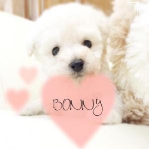 Dog Salon BONNY(1)
