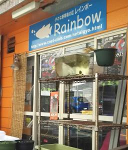 小さな熱帯魚の店・Rainbowレインボー(1)