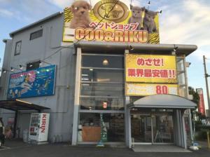 ペットショップCoo&RIKU 和泉店(1)
